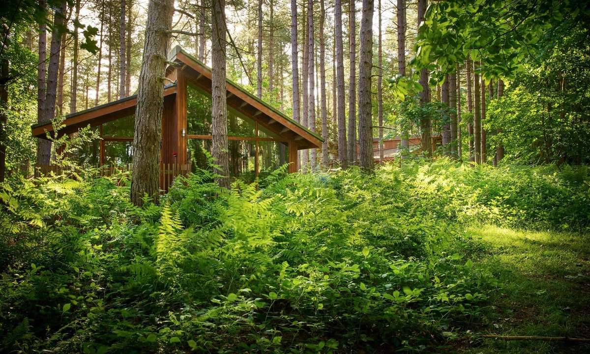 Clipstone Cabin | Sherwood Forest Silver Birch, Edwinstowe