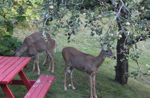 Kaslo Ski Chalet | Sunny Bluffs Chalets