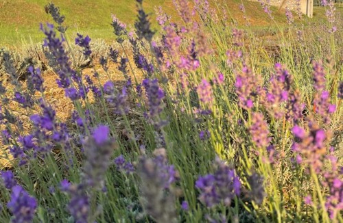 Lonato del Garda House | Agriturismo Al Mancino
