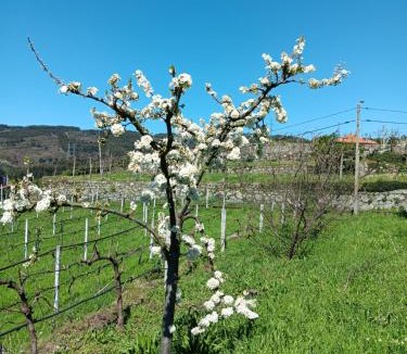 Baiao House | Quinta do Giz