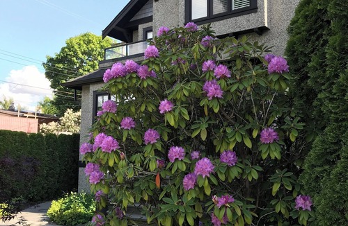 Dunbar House | Spacious 5-bedroom house in fabulous Vancouver, Sleeps 9+1