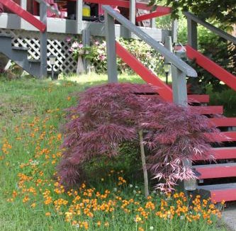 Kaslo Ski Chalet | Sunny Bluffs Chalets