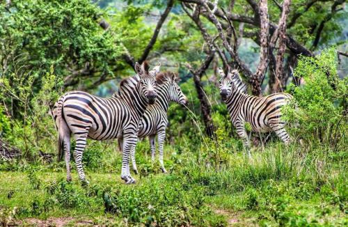 Nelspruit Cabin | Syeta Bush Lodge - Luxury Bush Villa