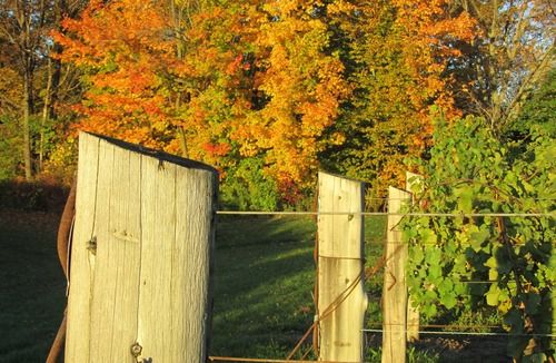 Beamsville House | Vineyard Estate House In Niagara
