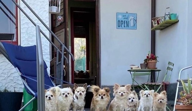 B&B Il tempo del sogno con cani e gatti Pet&Breakfast