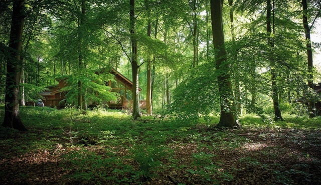 Blackwood Forest Golden Oak Secluded View