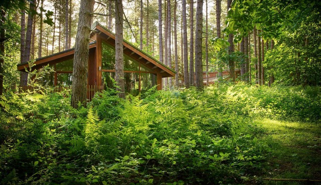 Blackwood Forest Silver Birch, Winchester