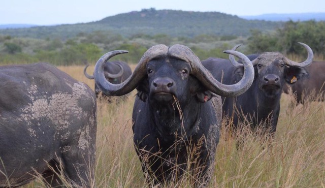 Bushwa Private Game Lodge