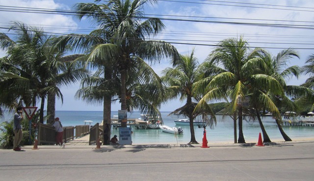 Coconut Tree West End