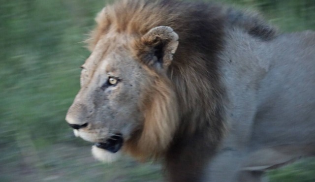 Kruger Mountain Tented Camp
