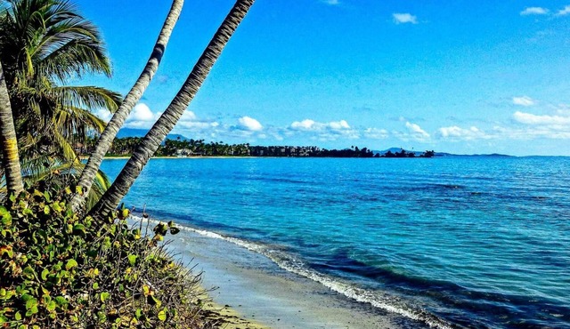 La Palmita