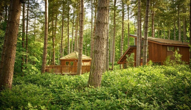 Sherwood Forest Golden Oak Treehouse, Edwinstowe