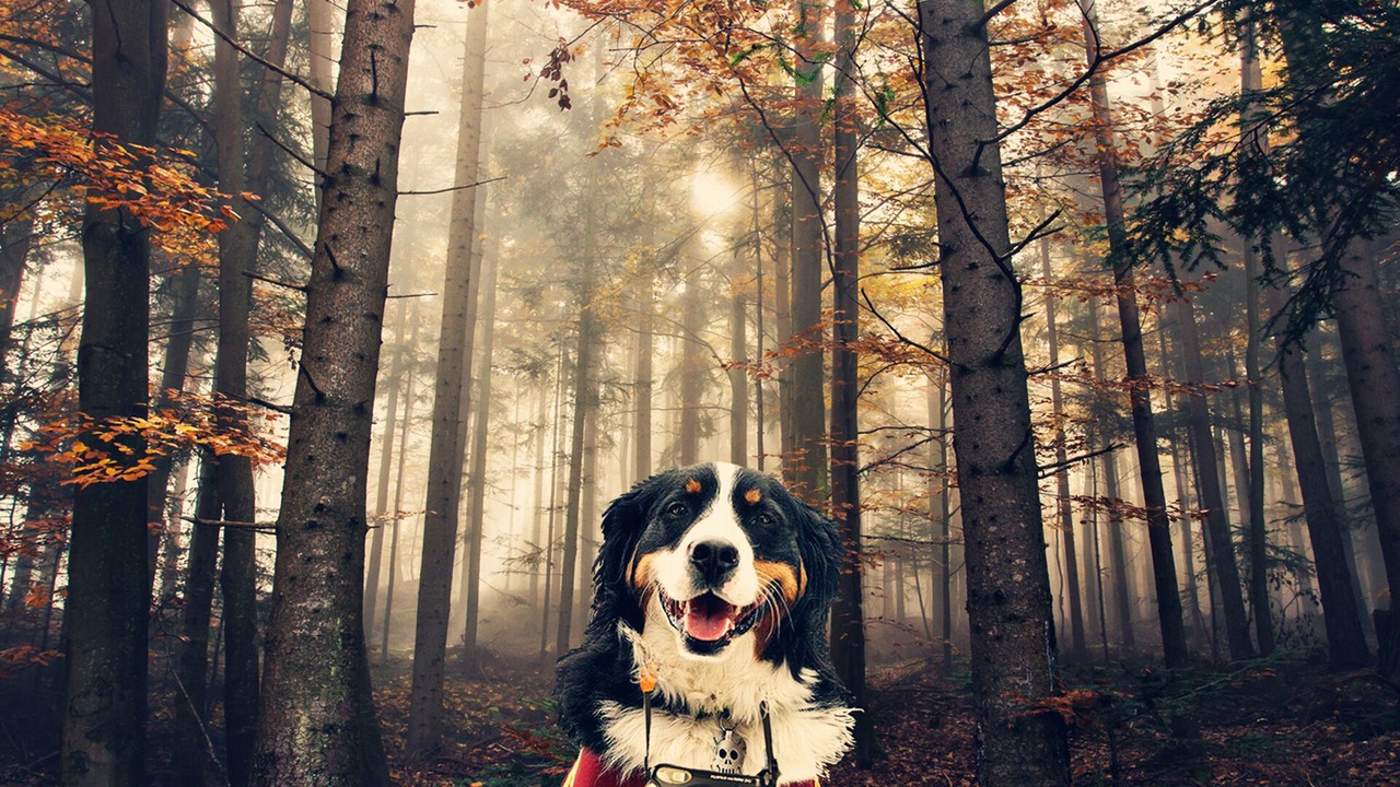 Photo of Outdoor in Mont-Tremblant
