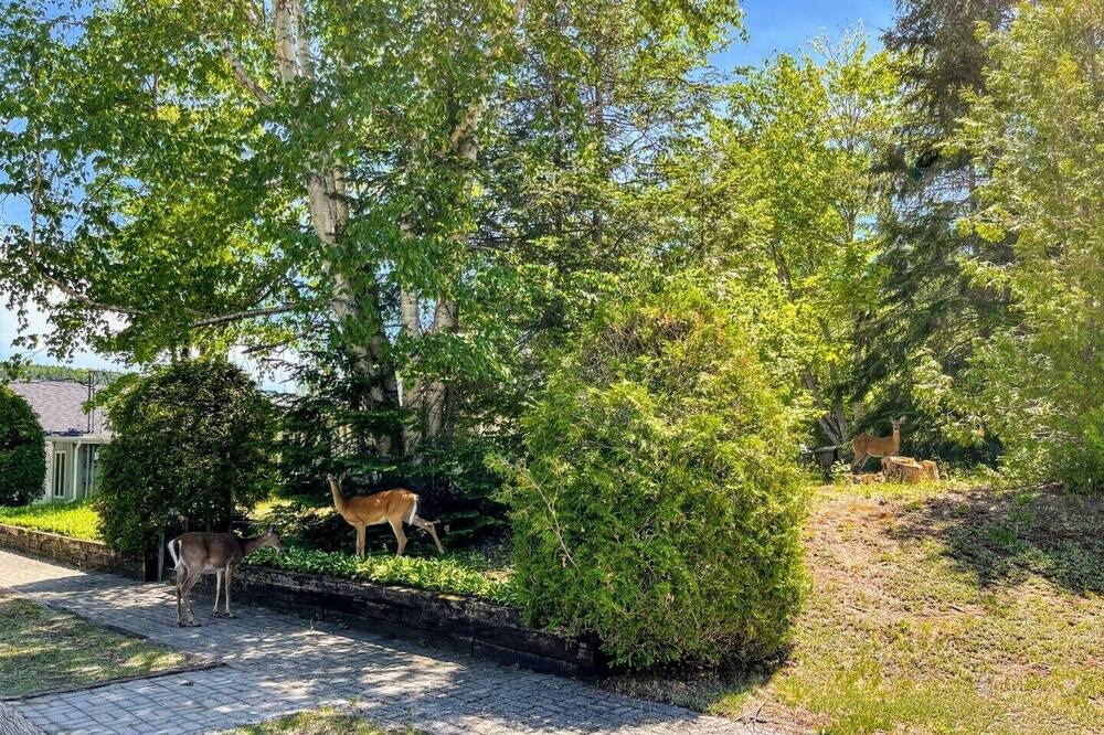 Photo of Outdoor in Saint Donat