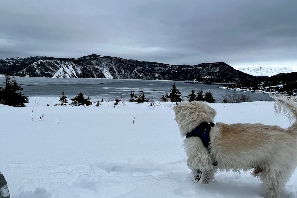 Photo of Others in Norris Point