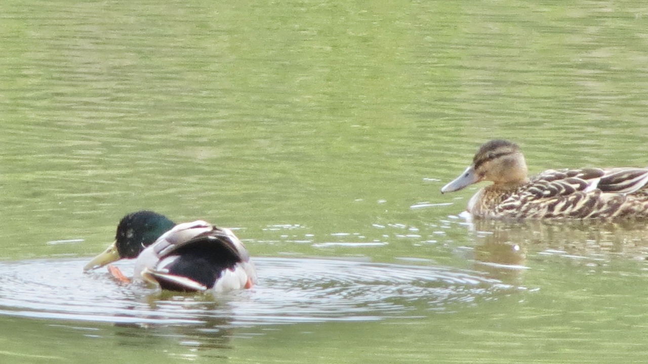 Photo of Outdoor in Ripley