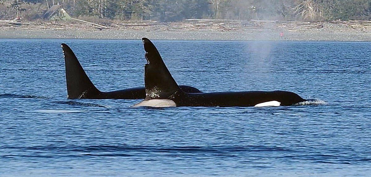 Photo of Others in Sooke