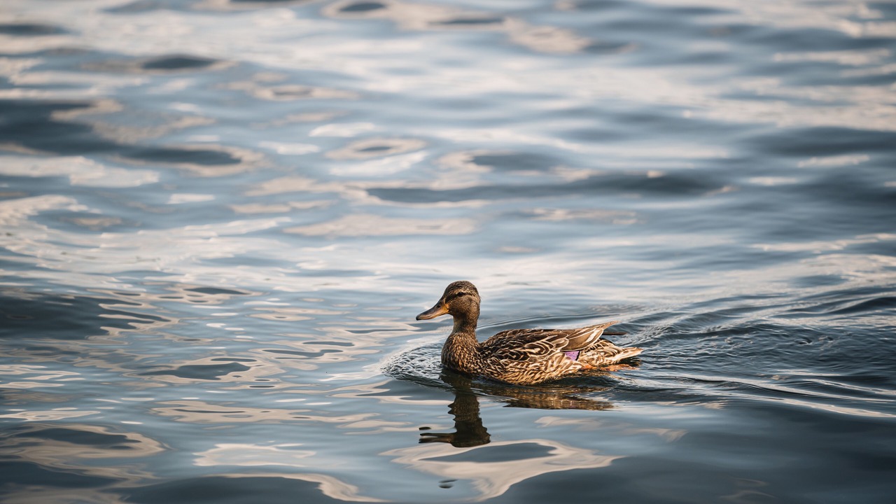 Photo of Others in Lac-Brome
