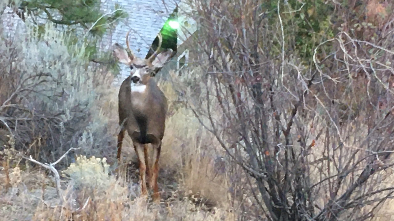Photo of Others in Lillooet