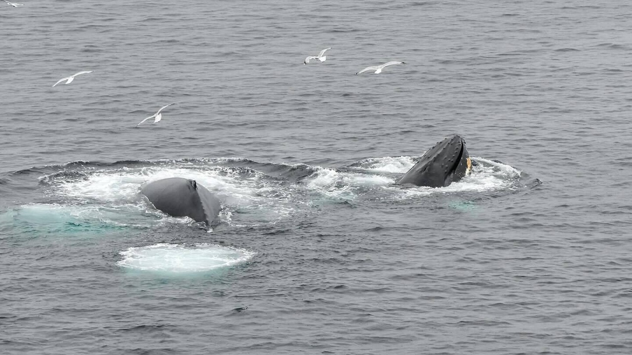 Photo of Others in Trepassey