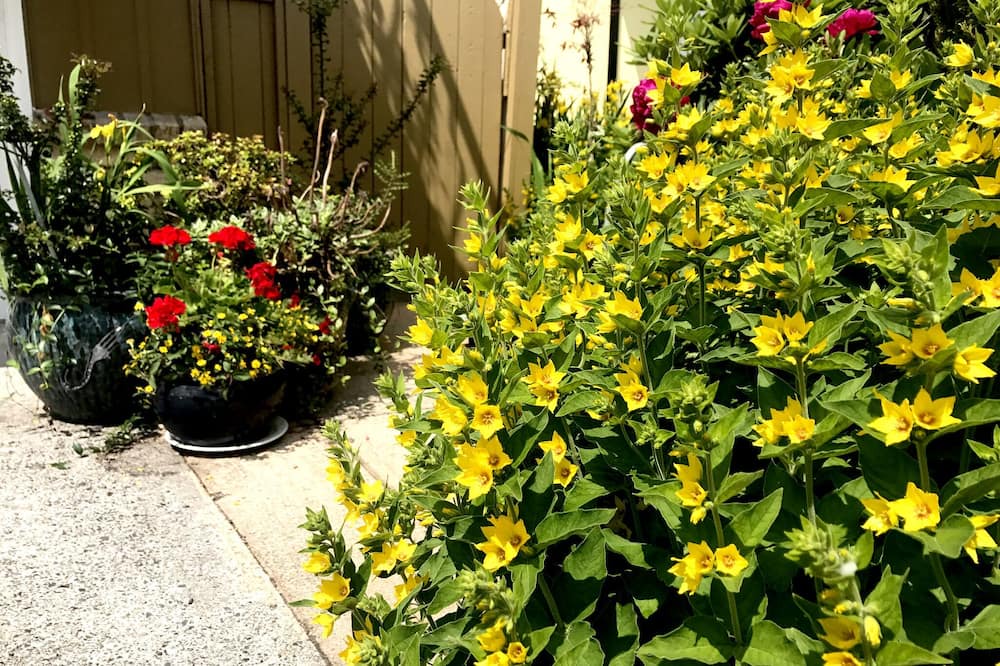 Photo of Outdoor in Steveston
