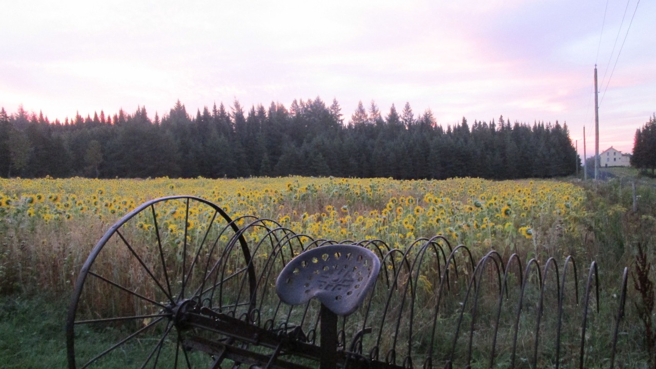 Photo of Outdoor in Saint-Cyprien