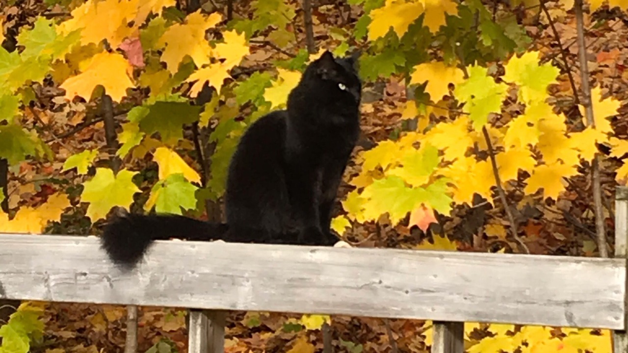 Photo of Others in Saint-Laurent-de-l'ile d'Orleans