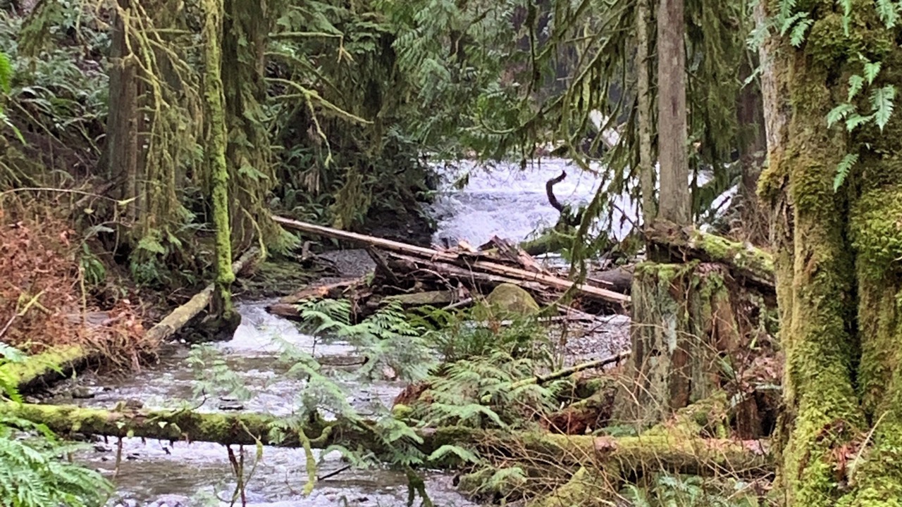 Photo of Outdoor in Chemainus