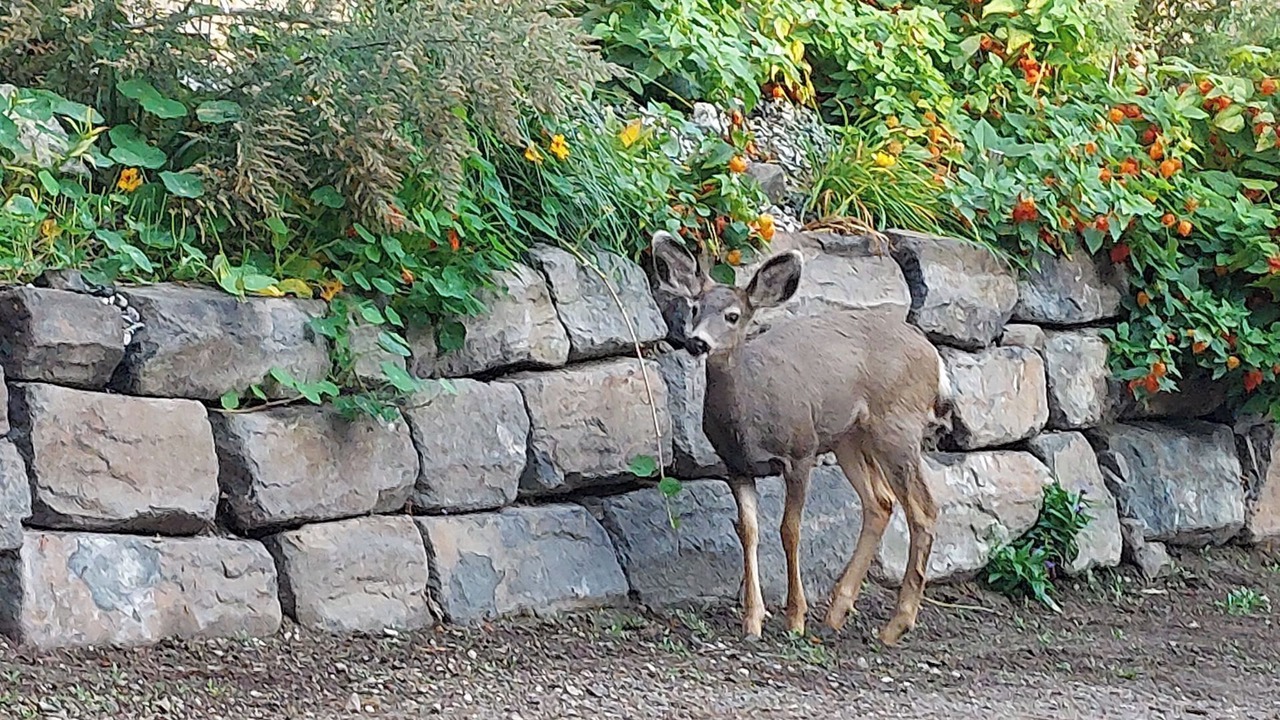 Photo of Outdoor in Central Okanagan