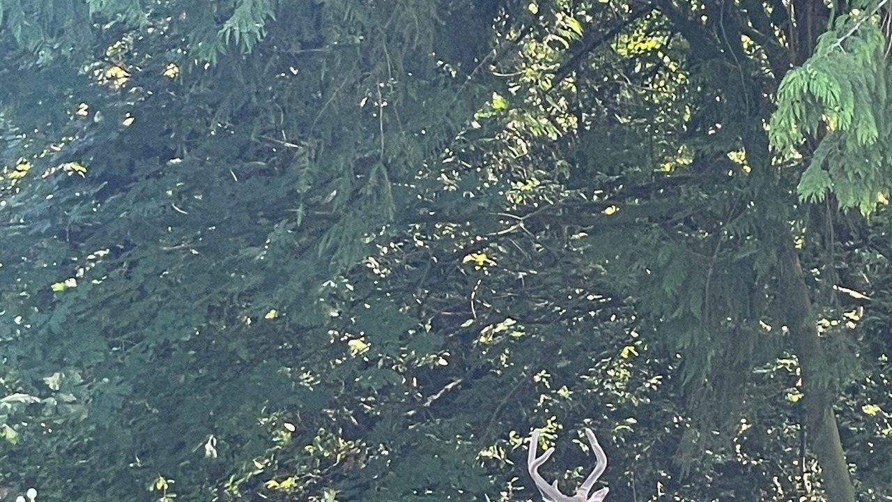 Photo of Others in Chemainus