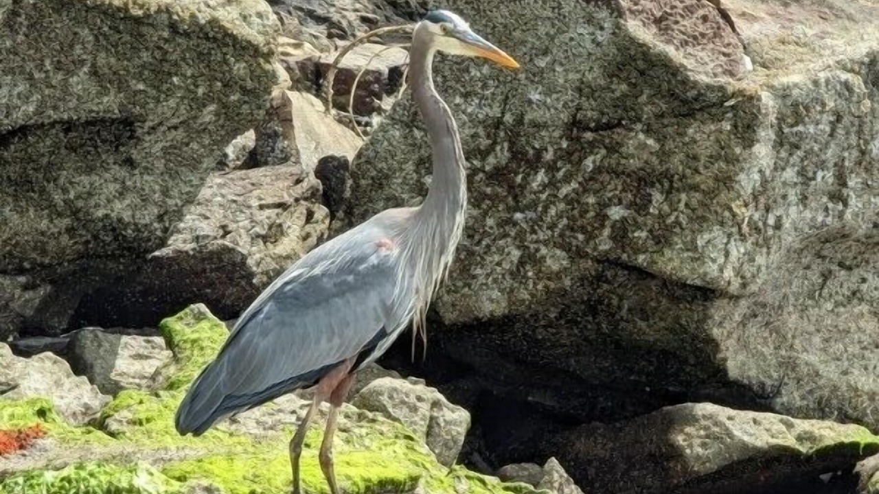 Photo of Others in North Oyster