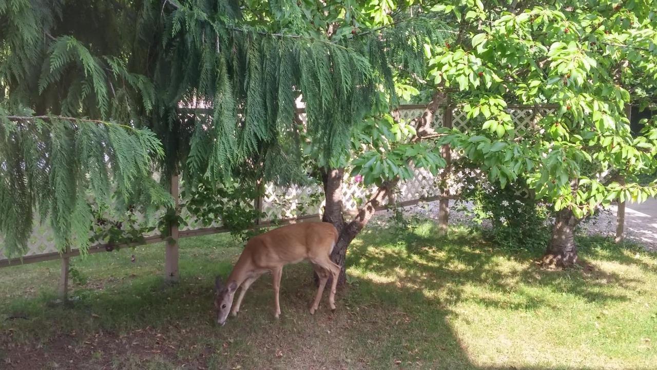 Photo of Outdoor in Revelstoke
