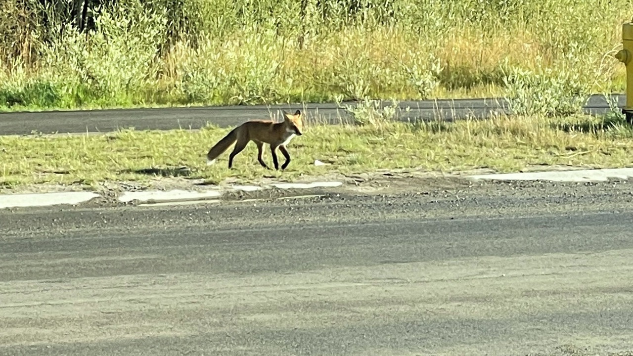 Photo of Others in Whitehorse