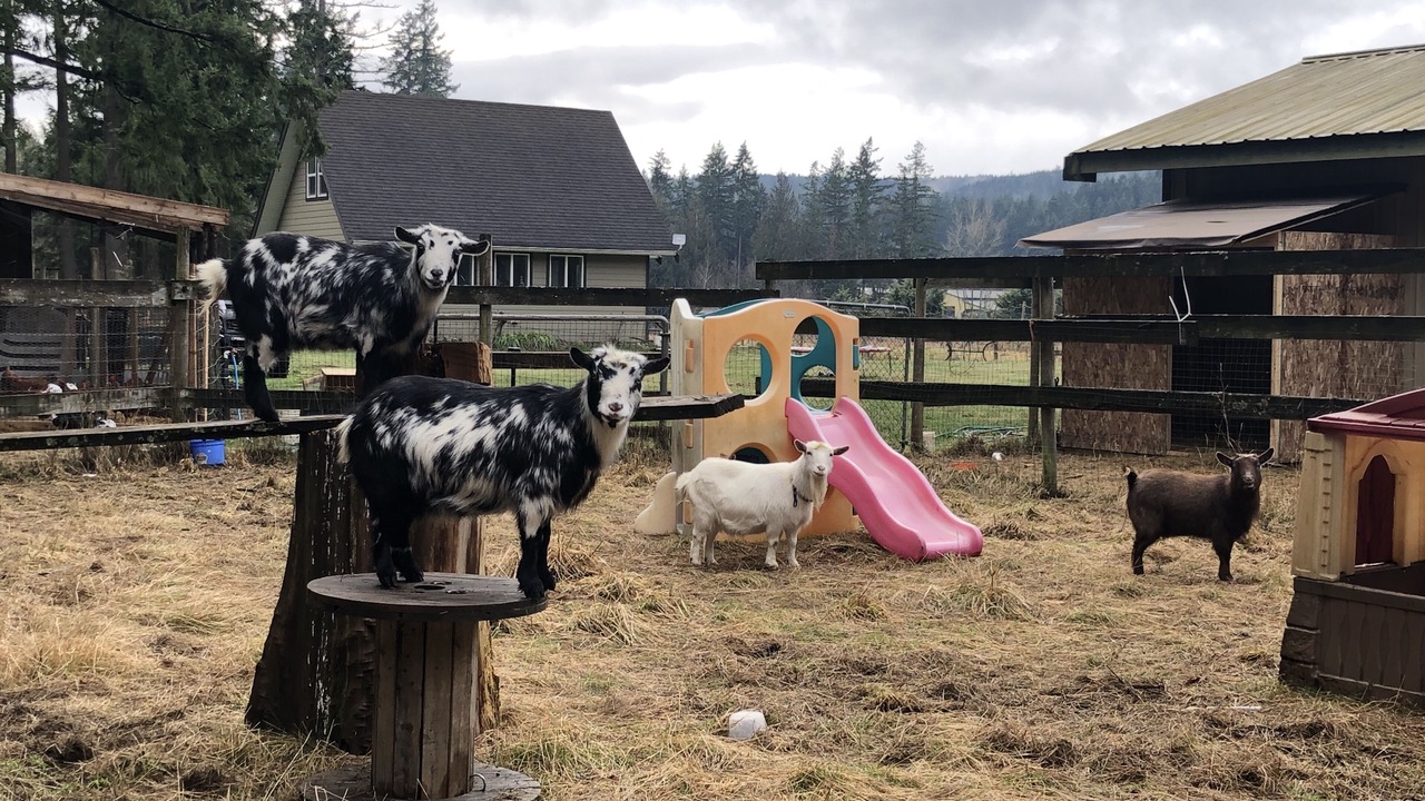 Photo of Others in Chemainus