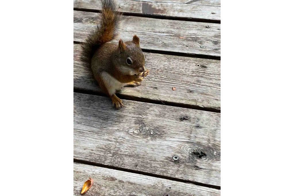 Photo of Others in Amherst