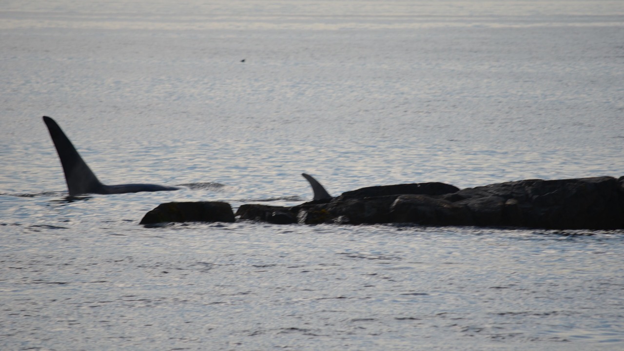 Photo of Others in Sunshine Coast