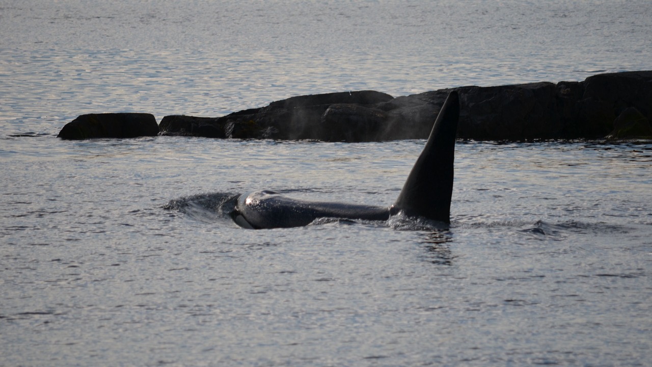 Photo of Others in Sunshine Coast