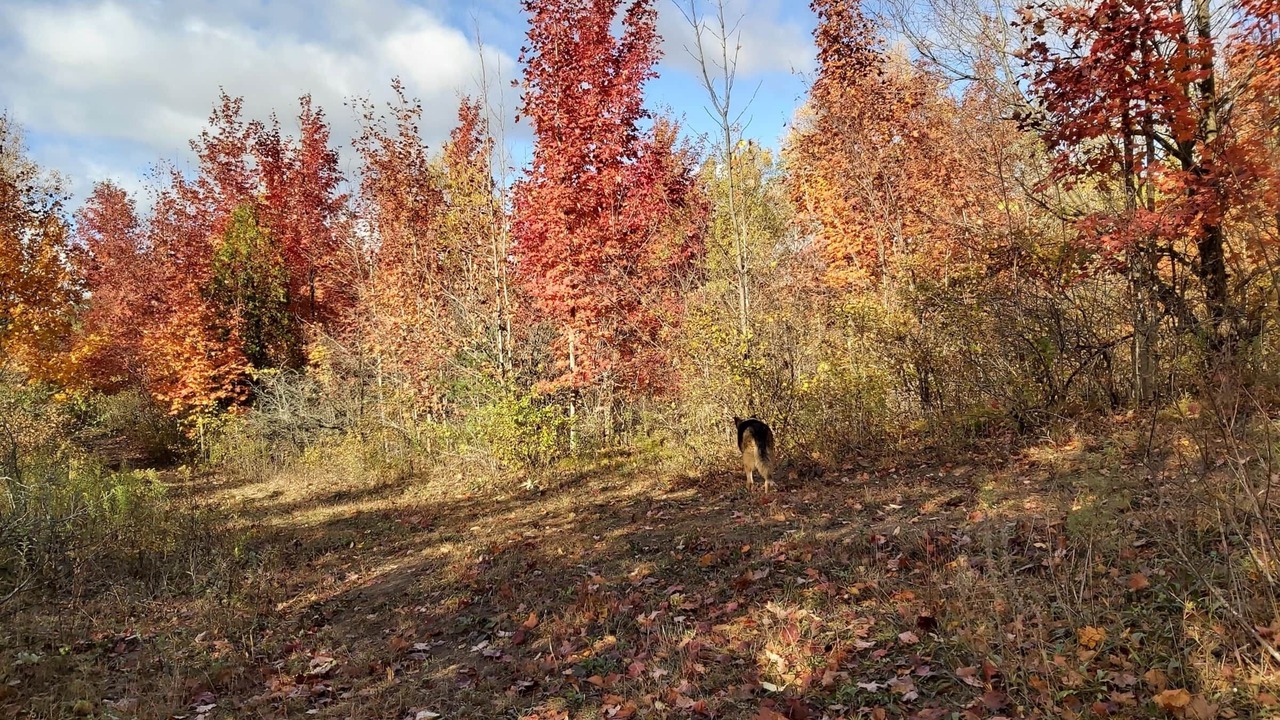 Photo of Others in Central Huron
