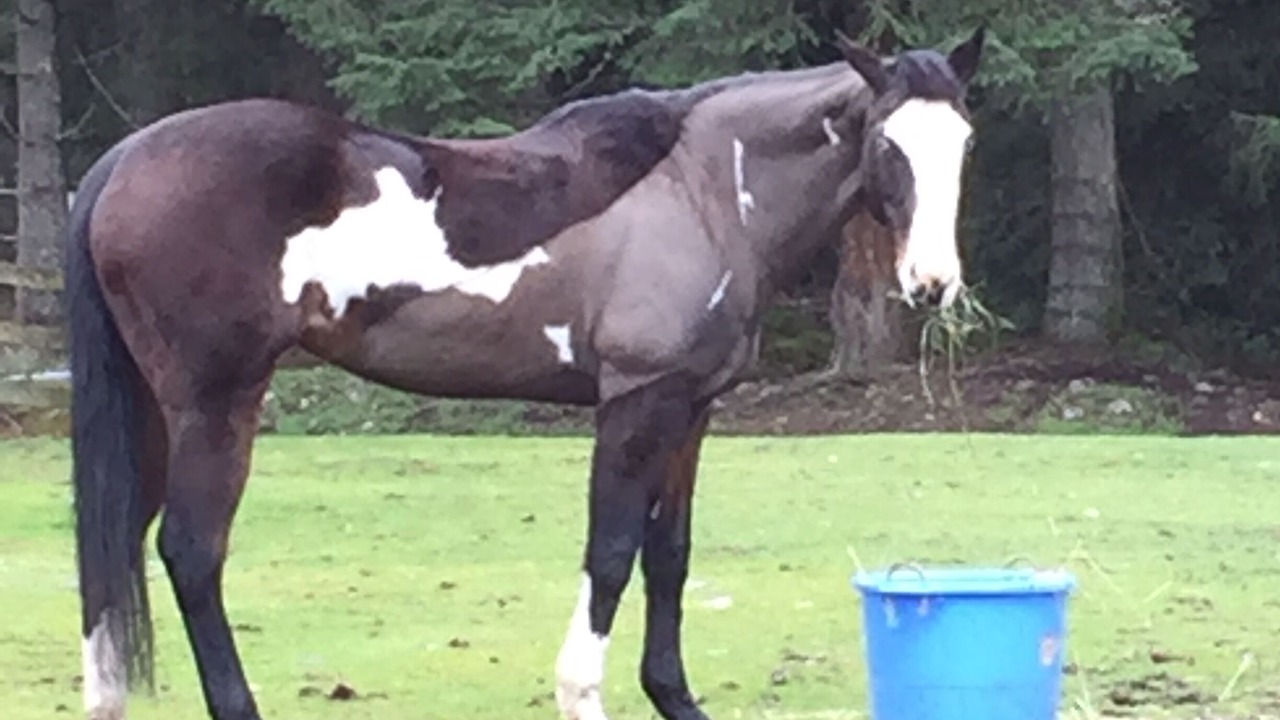 Photo of Outdoor in North Cowichan
