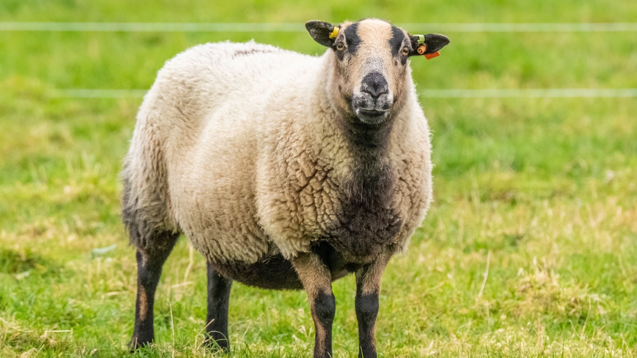 Photo of Others in East Norton