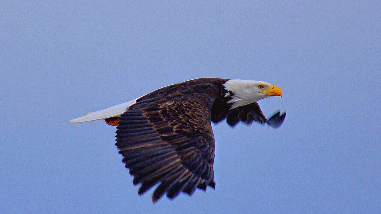 Photo of Others in Delta