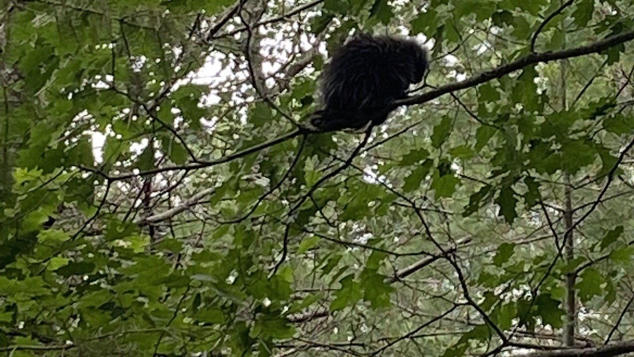 Photo of Outdoor in Utterson