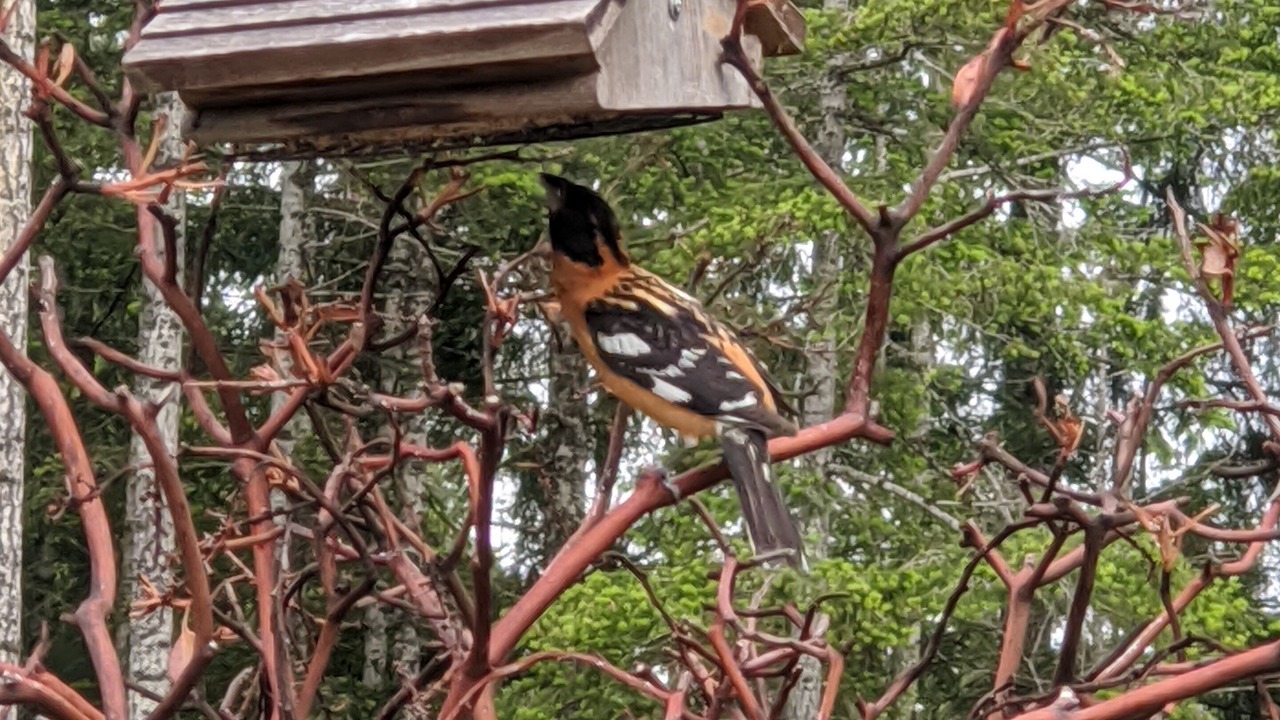 Photo of Outdoor in Madeira Park