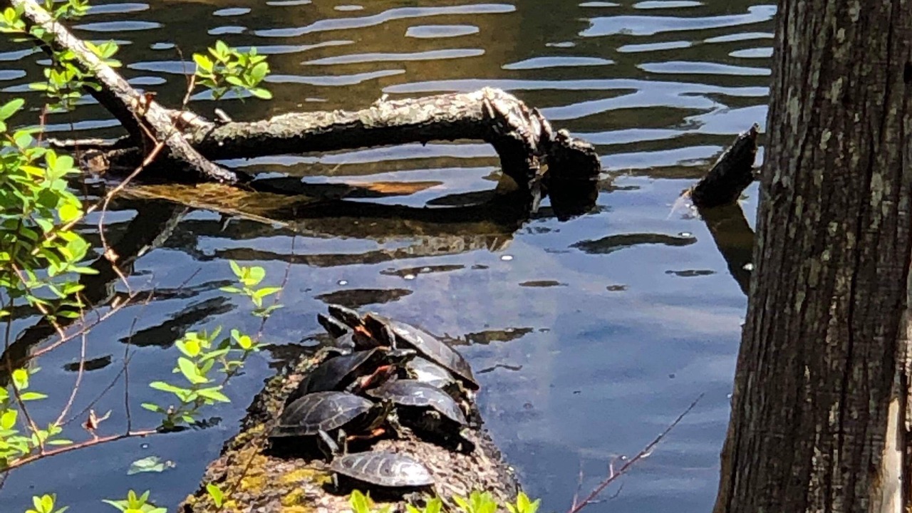 Photo of Outdoor in Madeira Park