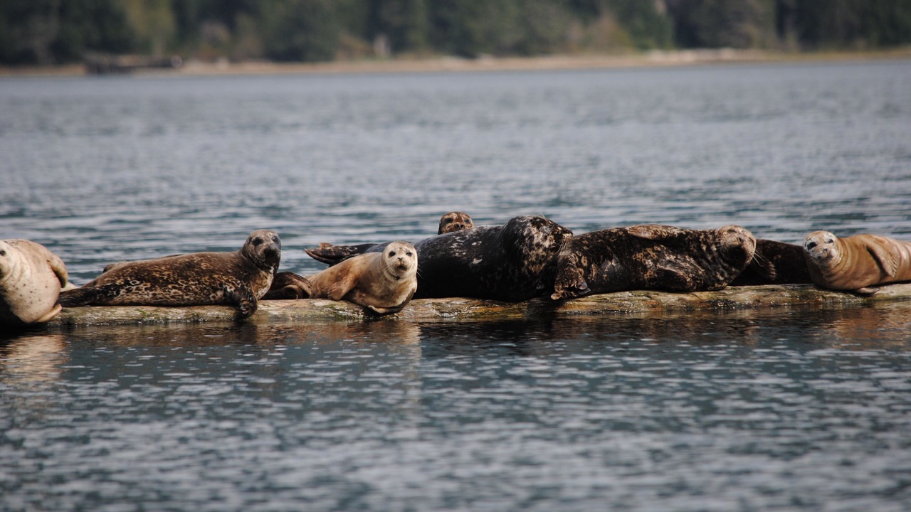 Photo of Others in West Porpoise Bay