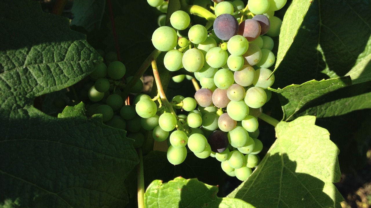 Photo of Others in Okanagan-Similkameen