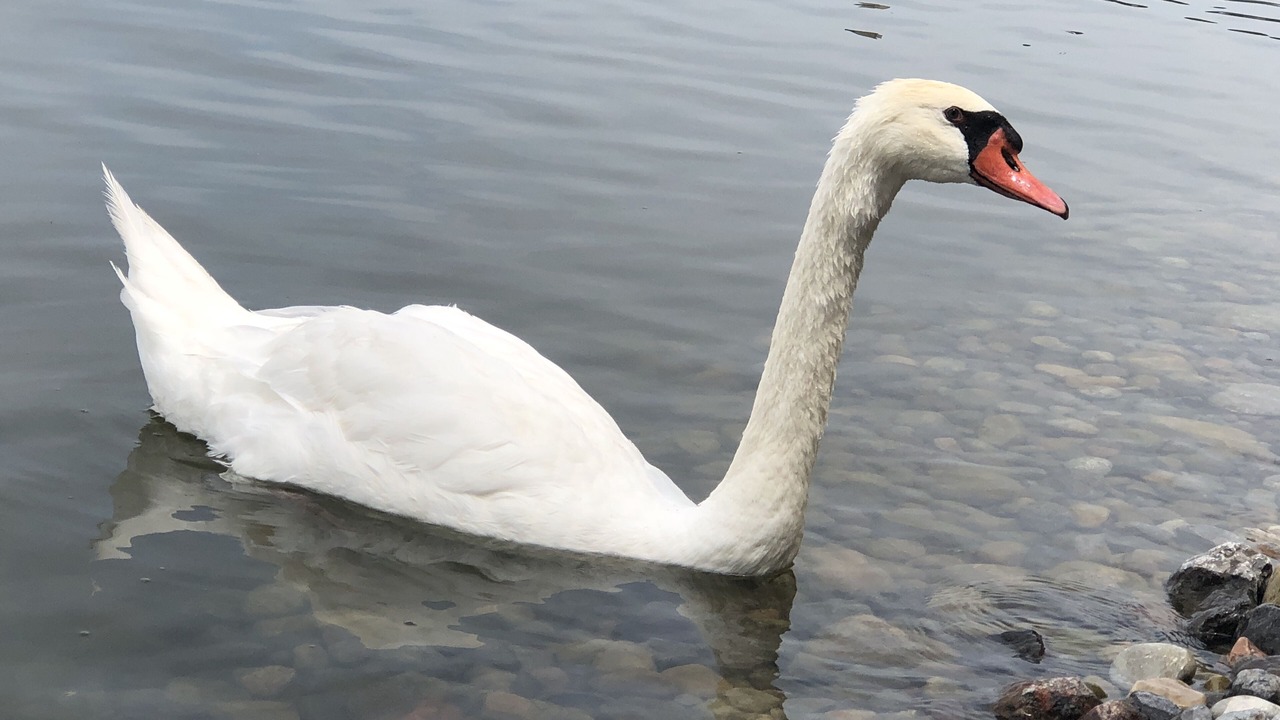 Photo of Others in Picton