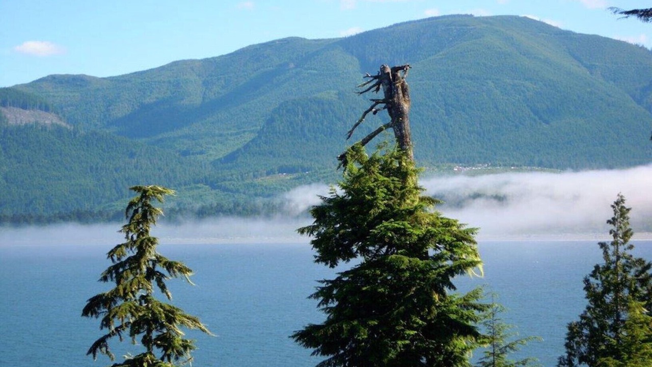 Photo of Others in Port Renfrew
