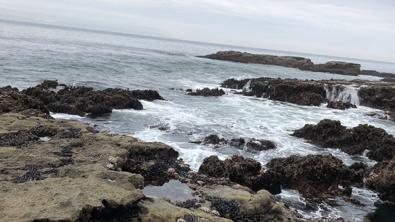 Photo of Others in Port Renfrew