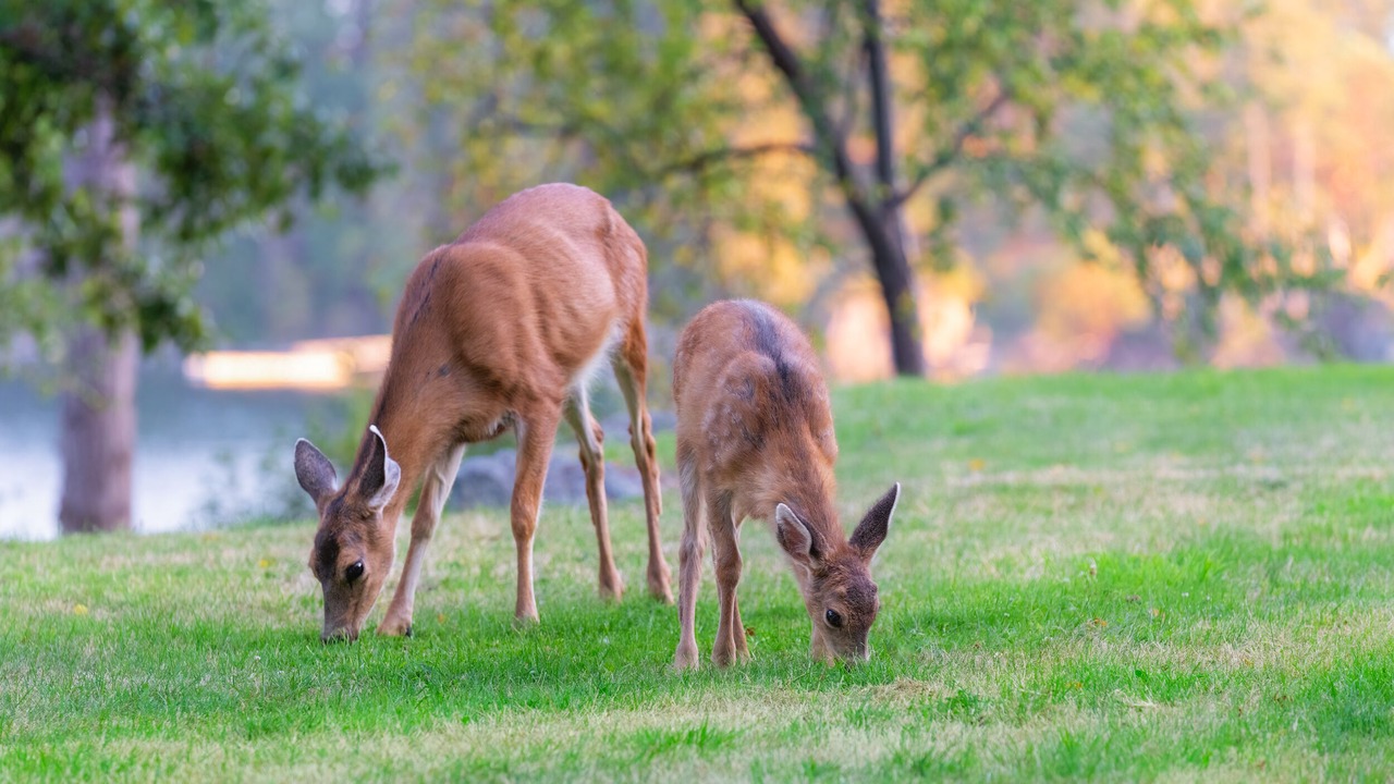 Photo of Others in Madeira Park